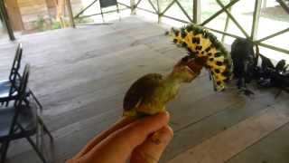 Royal Flycatcher displaying [upl. by Agustin]