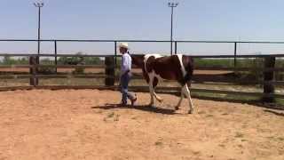 How to lead a horse  Dale Fredricks Advanced Leading [upl. by Marianna99]