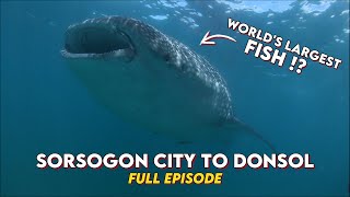 Finding the Worlds Largest Fish in Donsol Sorsogon [upl. by Halden183]