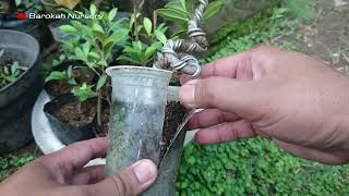 Membuat Bonsai Mame Ekspresionis Beringin Korea  Ficus Microcarpa var Crassifolia Wax Fig [upl. by Wiltz]