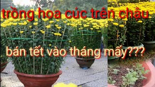 trồng hoa cúc trong chậu bán dịp tết vào tháng mấy trồng và chăm sóc cây hoa cúc bán dịp tết [upl. by Yeldnarb46]