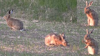 Två harar fälthare i vårkvällen [upl. by Lirrehs400]