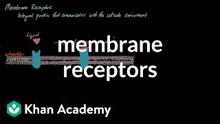 Membrane Receptors  Nervous system physiology  NCLEXRN  Khan Academy [upl. by Abbotson]