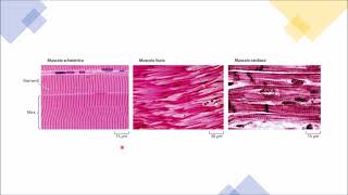 ANATOMIA 6  I Tessuti  Tessuto Muscolare I muscoli del corpo umano [upl. by Cowie]