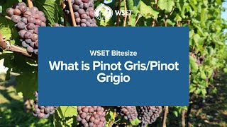 WSET Bitesize  What is Pinot GrisPinot Grigio [upl. by Nicram221]