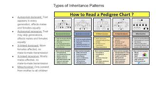 27 Pedigree Analysis [upl. by Ateuqirne]