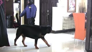 Will Rottweiler protect his home and family [upl. by Eitsirhc]