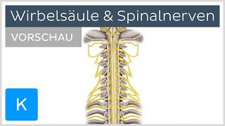 Wirbelsäule und Spinalnerven  Aufbau und Funktion Vorschau  Kenhub [upl. by Ahtnicaj]