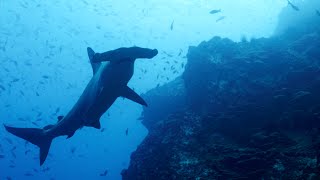 Underwater Cocos Island Costa Rica [upl. by Heringer]