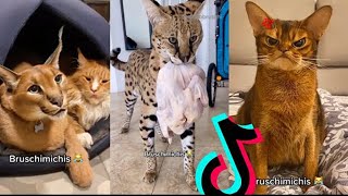 BRUSCHIMICHIS 😹  19 Minutos De Risa  Gatos Divertidos y Chistosos [upl. by Kirven]