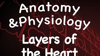 Cardiovascular System  Layers of the Heart 1402 [upl. by Resay]