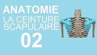 Anatomie 02  La ceinture scapulaire [upl. by Romelle]