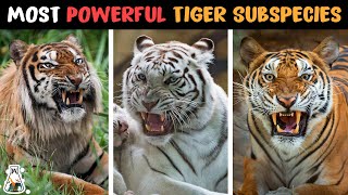 9 Strongest Tiger Subspecies That Ever Existed [upl. by Ai]