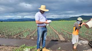 Estos son los microorganismos usados en el rescate de la agrícultura [upl. by Enelear772]