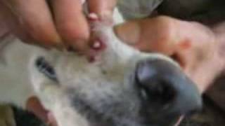 10 Botflies Removed From Dogs Snout [upl. by Nallek516]