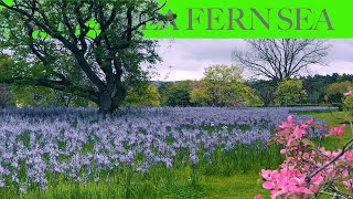 Dreamy Camassia Meadow and Opulent Tulip Tapestry at RHS Wisley [upl. by Anibas993]