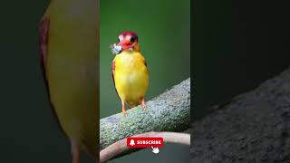 King Fisher  Kingfisher Bird  Kingfisher Egg  shorts  ytshorts [upl. by Parsaye]