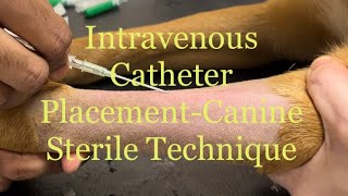 Sterile technique of placing an IV intravenous catheter in Canine Cephalic Vein CPE [upl. by Brentt]