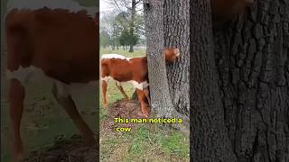 Amazing Cow Rescue  You Won’t Believe How He Freed It😮😍 cow rescue cowrescue hearttouching [upl. by Monie]