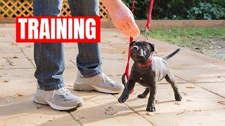 How To Train Staffy Puppy Staffordshire Bull Terrier Training [upl. by Attennhoj]