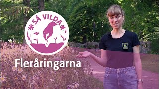 Så vilda Fleråringarna [upl. by Natika]