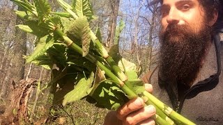 Japanese Knotweed  A Food Medicine Teacher and Herbal Healer [upl. by Noffets554]