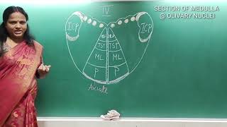 SECTION OF MEDULLA AT OLIVARY NUCLEI [upl. by Niliram]