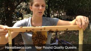 How to use naturally drawn comb in your bee hive [upl. by Dwinnell]