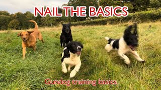 Gundog Training Nail the Basics [upl. by Hsara]