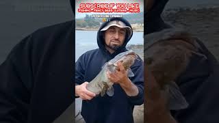 Nice Catfish caught at Lake Cuyamaca CA fishing catfish [upl. by Noyek]