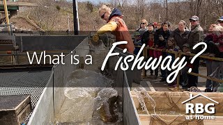 What is the RBG Fishway [upl. by Mcnamee]