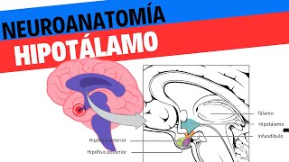 Neuroanatomía y fisiología del hipotálamo Neurociencias 18 [upl. by Arihas]