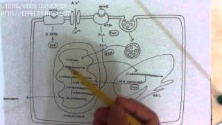 MINERALOCORTICOIDES 36 secrecion de aldosterona [upl. by Grounds]