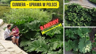 Gunnera olbrzymia  uprawa w Polsce Ekspert z Arboretum Wojsławice mówi o uprawie Gunnera manicata [upl. by Aihceyt]