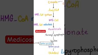 How your body makes Cholesterol from scratch De novo cholesterol synthesis pathwayFat LipidBio [upl. by Anauqes]