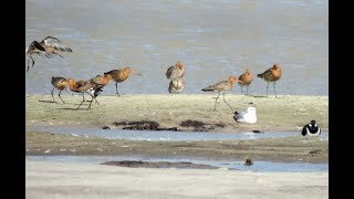 Nieuw paradijs weidevogels bij Vriezenveen [upl. by Esiuole]