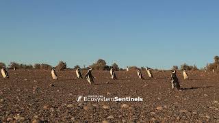 315 minutes of Magellanic penguins walking across a berm in Punta Tombo Argentina [upl. by Normandy]