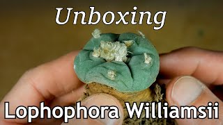 Unboxing Lophophora williamsii [upl. by Namzed182]