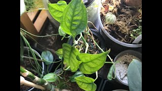 7 monstera species growing in pon pumice soil and perlite🍃 [upl. by Ydnyl212]