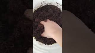 cocopeat ko kaise use kare cocopeat plants gardening [upl. by Pamelina]