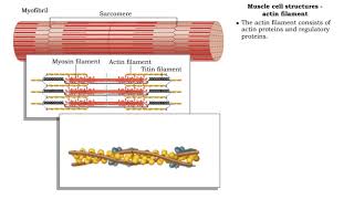 Muscle cell structures  actin myosin and titin filaments [upl. by Neelyahs]