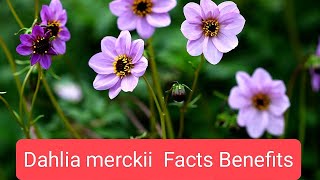 Dahlia merckii Flower Plant Benefits Facts Nature [upl. by Lydie506]