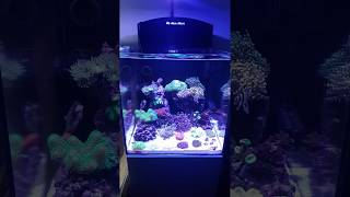 Aquamedic blenny nano tank 3 months old [upl. by Hindu261]