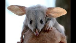 Bilby Greater Bilby  RabbitEared Bandicoots from Australia [upl. by Ajay]