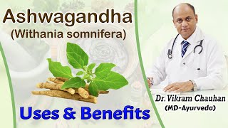 Uses and Benefits of Ashwagandha  Withania somnifera by Dr Vikram Chauhan [upl. by Anirok79]