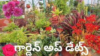 garden up dates AadiLakshmiTerraceGarden [upl. by Yelnet]