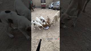 Feeding Street Dogs and puppies shorts [upl. by Lalaj]