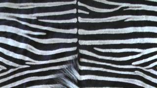 Genuine African Zebra Skin Rug Felt Backed 100 Legal Stocked in the USA [upl. by Sonny]