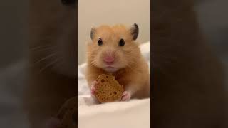 FINAL Hamster Chewing Technique Revealed hamsters 倉鼠 [upl. by Nilam]