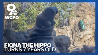 Cincinnati Zoo celebrates Fiona the hippos birthday [upl. by Willumsen]